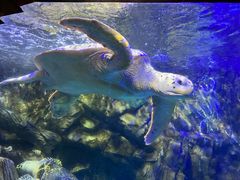 -太平洋海底世界