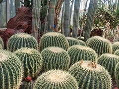 -昆明植物园