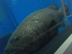 -北戴河圣蓝海洋公园