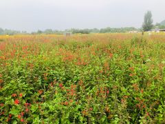 -北京东方普罗旺斯薰衣草庄园