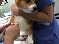 -伟伟宠物医院·CT影像中心·瑞派犬猫综合性门诊(汉口总院)