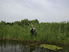 -溱湖国家湿地公园
