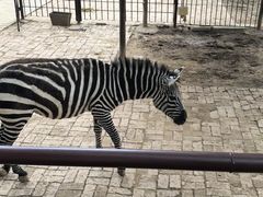 -青藏高原野生动物园