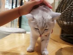 -藏猫猫咖啡主题馆(中央大道店)