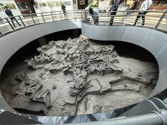 -自贡恐龙博物馆