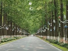 -黄海国家森林公园