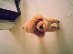 -唐小姐の猫狗洗护·购宠旗舰店(周浦万达店)