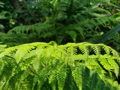 -上海辰山植物园