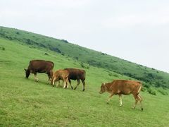 -大姆山草场