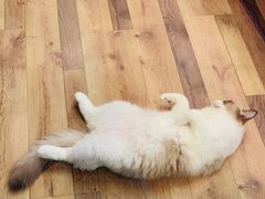 -袖虎·猫馆(体育西路店)