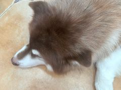 -Let's go狗咖·猫咖·奶狗·桌游(春熙路IFS店)