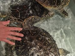 -秦皇岛新澳海底世界