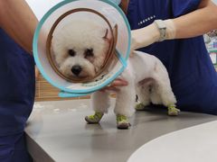 -爱侣宠医·鹦鹉专科·小型哺乳类·异宠专科(灵石路店)