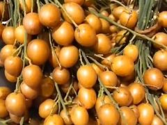 黑金刚黄皮果-水果天空(东葛店)