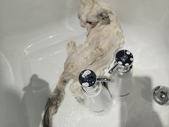 -PETKIT 小佩宠物·德文赛凯猫舍