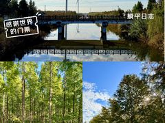 -黄海国家森林公园