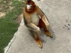 -西霞口神雕山野生动物世界