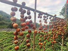 -杨家堂村