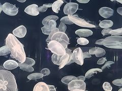 -上海海昌海洋公园
