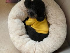 -天使宠物医院·犬猫分诊(彩虹店)