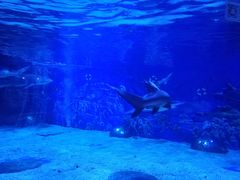 -成都浩海立方海洋公园