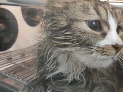 -瑞派宠物医院·犬猫全科·猫友好(宾水西道店)