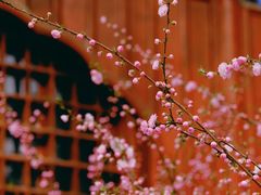 -大觉寺-停车场