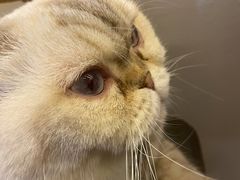 -喵园·猫主题咖啡厅·撸猫·猫咖(国贸店)