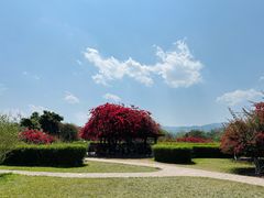 -中国科学院西双版纳热带植物园