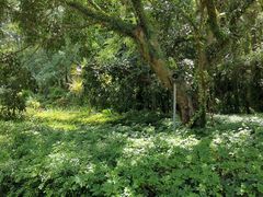 -西双版纳原始森林公园