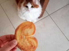 -中关村茶点