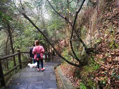 -铁山坪森林公园