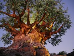 -奥兰多迪士尼动物王国乐园