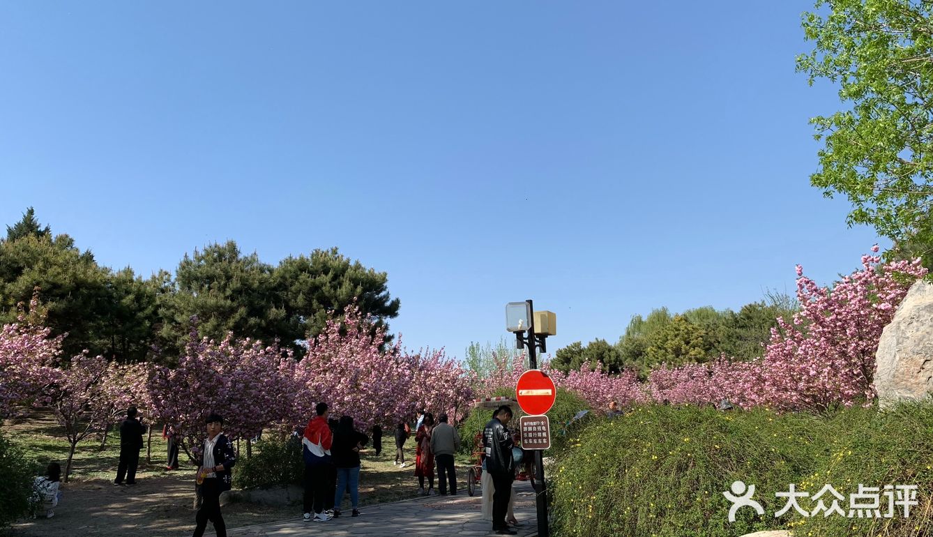 朝阳公园的樱花谷是北京欣赏樱花的首选