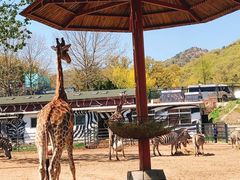 -大连森林动物园