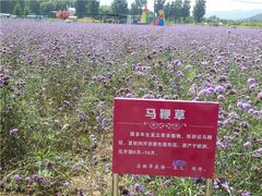 -北京东方普罗旺斯薰衣草庄园