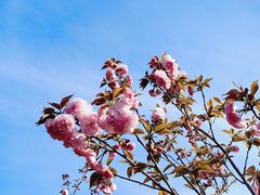 -高东镇樱花园