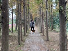 -上海长兴岛郊野公园