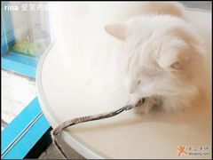 -Babycat私家御饼屋(龙头路一店)