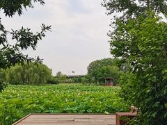 -东郊湿地公园