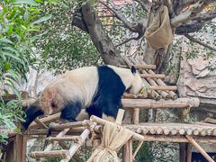 -灵玲国际马戏城