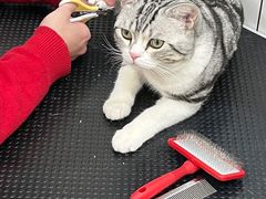 -猫力发电所·宠物专门店