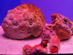 -上海海洋水族馆