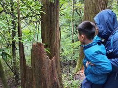 -天目山大树王景区