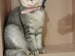 -猫儿山۰猫主题餐厅