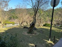 -深圳仙湖植物园