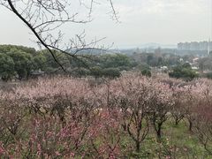 -无锡梅园公园