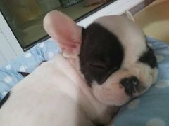 -翊宠yipet猫狗购宠庄园犬舍•猫舍