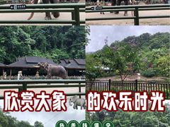 -野象谷景区