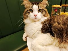 -安格丽娜·狗咖·猫咖羊驼咖(春熙路百盛商场店)